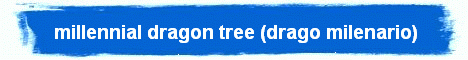millennial dragon tree