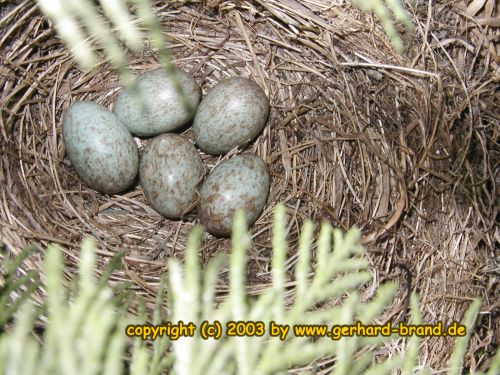 Foto 8: Cinco huevos en el nido del mirlo