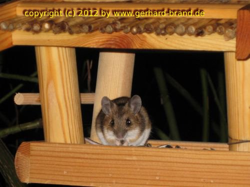 Picture 16: The mouse during dinner