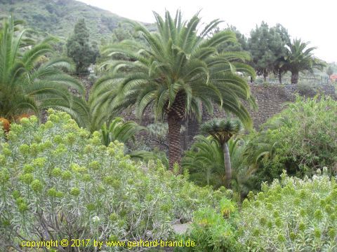 Bild 5: Palmen im Drachenpark (Parque del Drago)